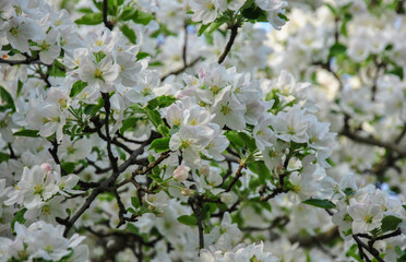 blooming apple tree branch close-up. spring bloom background