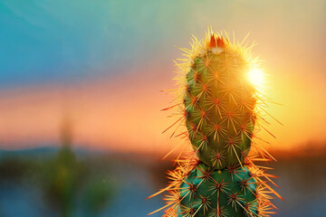 A majestic cactus stands silhouetted against the warm hues of a sunset, its spines catching the golden light