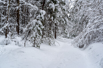 Winter snow-covered forest. Snowfall in the winter forest.