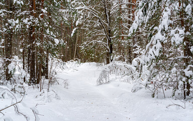 Winter snow-covered forest. Snowfall in the winter forest.