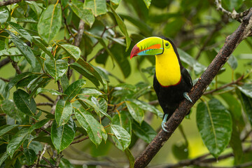 Fischertukan oder Regenbogentukan (Ramphastos sulfuratus) im Regenwald von Costa Rica - obrazy, fototapety, plakaty