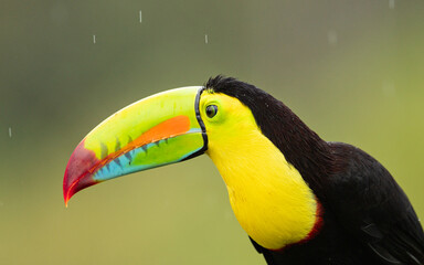 Fischertukan oder Regenbogentukan (Ramphastos sulfuratus) im Regenwald von Costa Rica