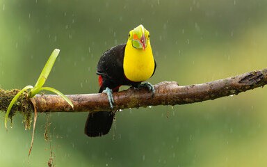 Fischertukan oder Regenbogentukan (Ramphastos sulfuratus) im Regenwald von Costa Rica - obrazy, fototapety, plakaty