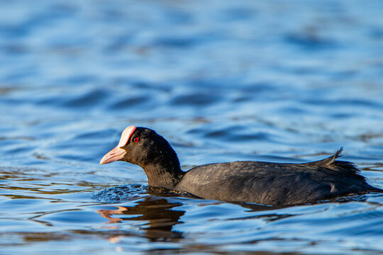 Coot against the background of blue water