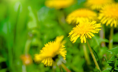 Yellow dandelions blooming on grass background
