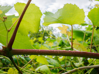 Wet, green grapevine, leaves close-up.