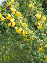 Vegetation, yellow flower plants in the forest.