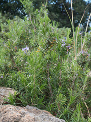 Rosemary, perennial and aromatic woody herb plant