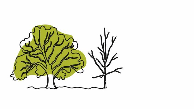 Self drawing animation with one continuous line draw, logo, abstract sprawling branching three trees in a row, a forest of oak and birch