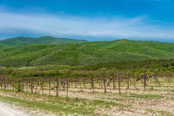 Fototapeta na wymiar vineyards with young bright green spring foliage of the foothills of the Western Caucasus (South of Russia on a sunny April day