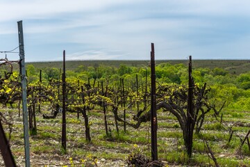 old vineyard with a thick grapevine and the first spring leaves in the south of Russia on a sunny day in early spring