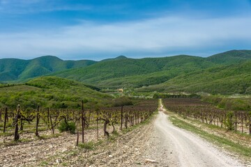 Fototapeta na wymiar dirt road through vineyards in a mountain valley surrounded by forested mountain slopes on a sunny day with white clouds on a blue sky