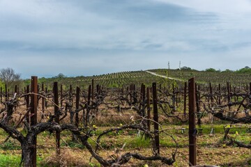 Fototapeta na wymiar vineyard on the hills near Abrau (South Russia) on a sunny day in early spring