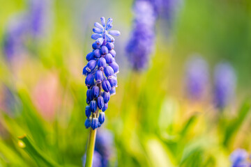 Beautiful flowers in the garden.