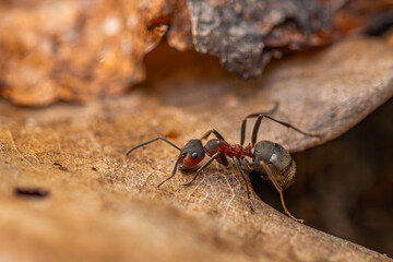 An ant walking on an oak leaf.