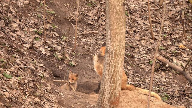 Little Fox bites a wooden branch next to a fox hole. His mother invites him for a walk. Female Fox took her cub for a walk near a den in a city park in spring. Red Fox (Vulpes vulpes)