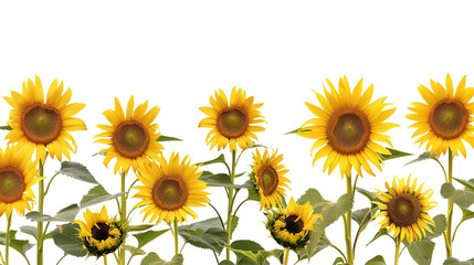 Sunflowers on a transparent background, PNG sunflowers, Sunflowers with no background