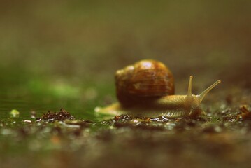 snail in nature
