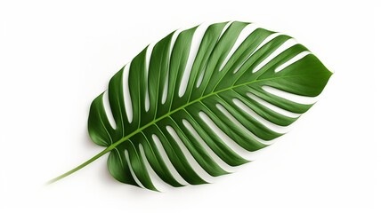 Tropical green palm leaf on white background, cut out