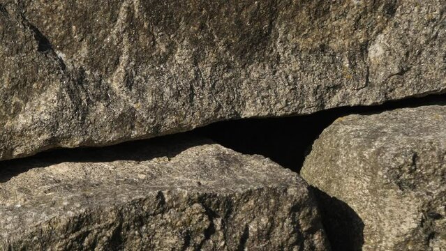 Ocellated Lizard hiding in crevice on rock wall in Portugal. Slow motion.