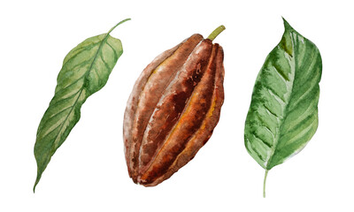 Watercolor illustration of cocoa, beans, leaves Hand watercolor