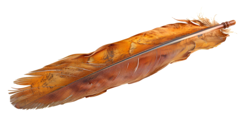 Close-up of an elegant brown feather isolated on transparent background