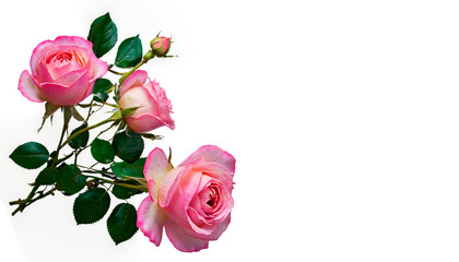 Fototapeta premium pink roses isolated on white