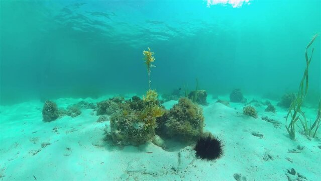 A colony of black sea urchins on the sandy bottom. Sea urchin Echinothrix diadema, commonly called diadema.