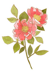 Hand-drawn png rose flower design element