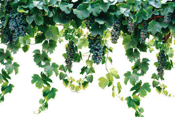 Green grapevines with clusters of unripe grapes isolated on transparent background - obrazy, fototapety, plakaty