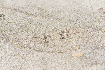 犬の足跡
