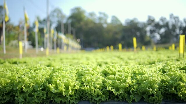 Salad vegetables.Organic vegetable farm. Beautiful colors.
