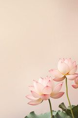 Beautiful lotus flowers isolated on solid pastel background, floral spa or zen layout, copy space