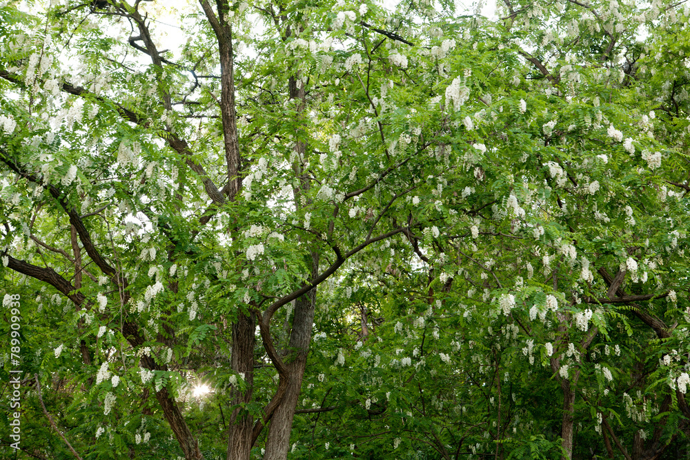 Canvas Prints Acacia in May