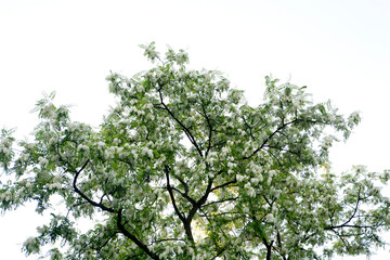 Acacia in May