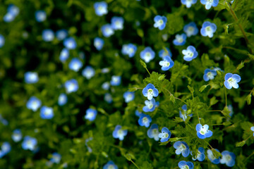 Wayside speedwell flowers