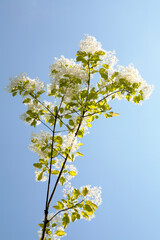 Chionanthus retusa in may