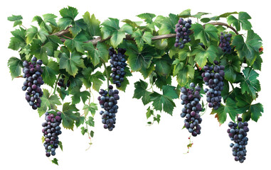 Ripe grape clusters on vine isolated on transparent background - obrazy, fototapety, plakaty