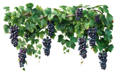 Ripe grape clusters on vine isolated on transparent background