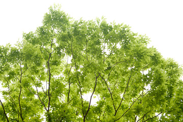 fresh leaves of spring