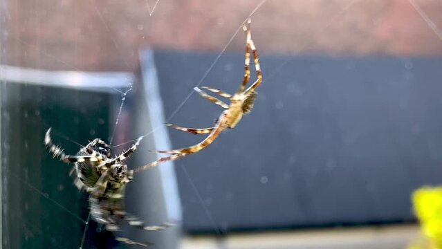 Selective zoom shot of two spiders fighting on a web.