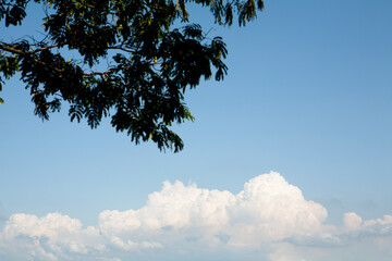 sky and tree