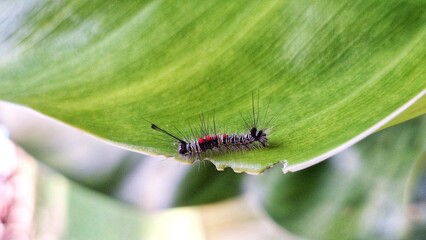 caterpillar on green leaf with defocused background. 
