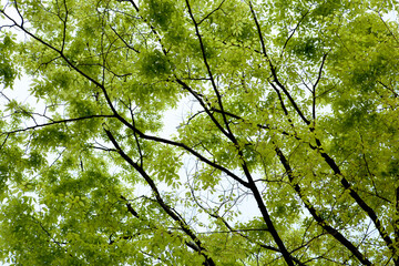 fresh leaves of spring