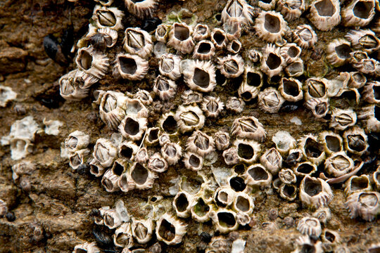 barnacle on a rock