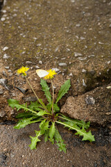 White Butterfly and Dandelion