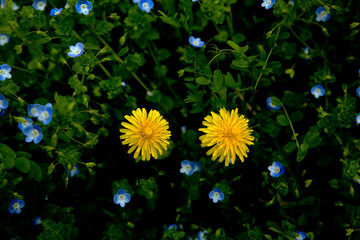 Dandelion in April