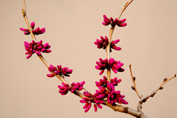 pink blossom