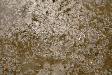 pattern of bubbles formed under the ice