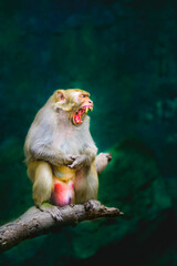 A Rhesus Macaque is baring its fangs
